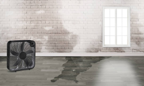 Best Water damage cleanup near me  in Whitfield, PA